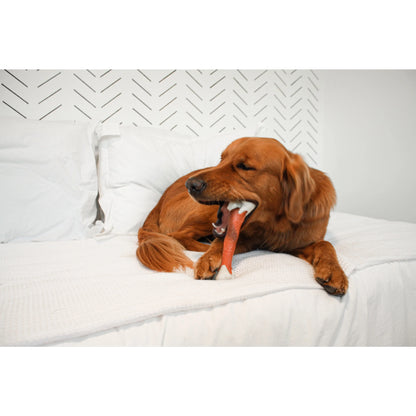 Femur Bone Rawhide Alternative Power Chew Durable Dog Toy - 50+ Lbs.