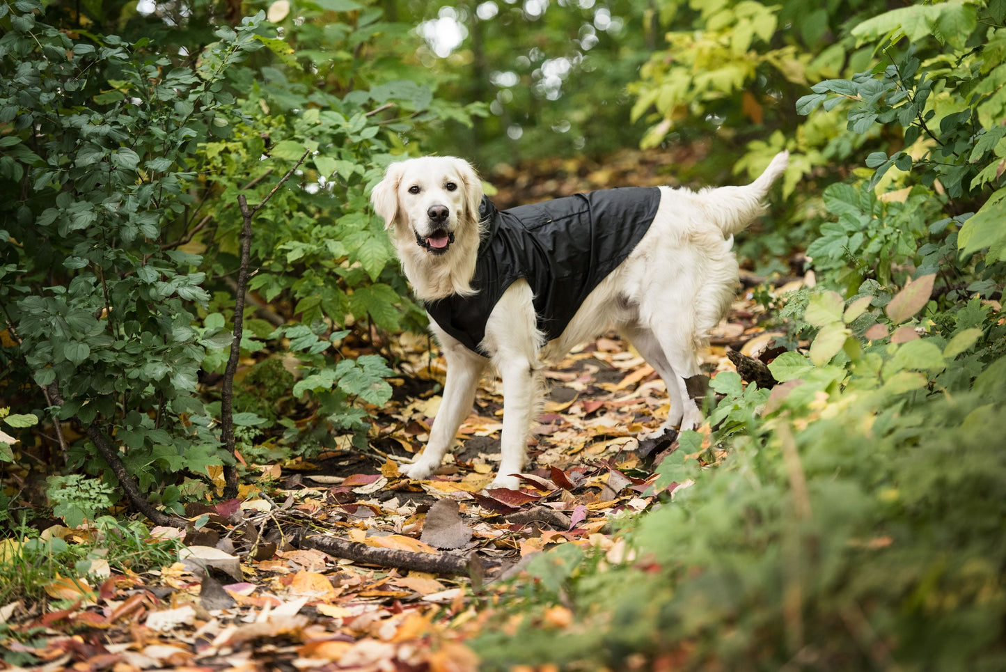 US Army Packable Dog Raincoat — Packs Into Itself, Always Ready