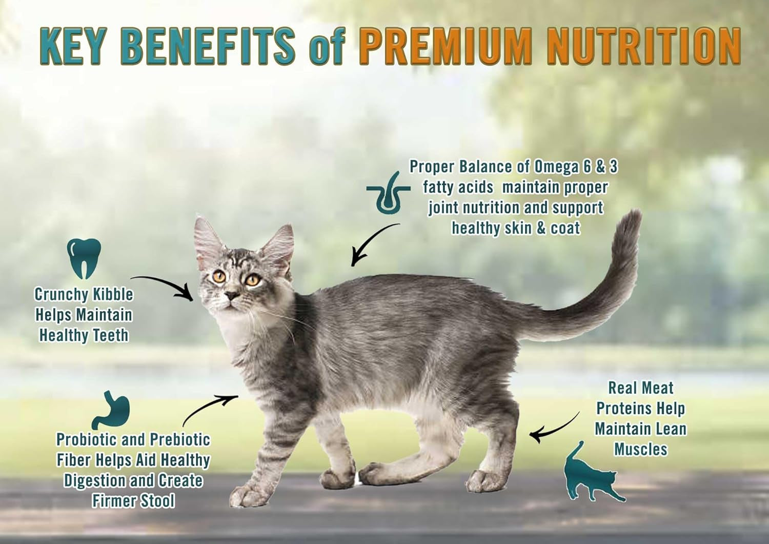 All Natural Premium Dry Kitten Food, Real Meat First Ingredient, No By-Products, Supports Brain & Vision Development, Chicken, Brown Rice & Pea, 12Lb