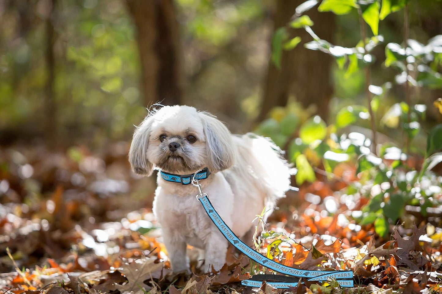 NFL Licensed Carolina Panthers Pet Leash, Size Large – Durable Satin Dog & Cat Walking Strap and Pet Tether with Embroidered Team Name & Logo