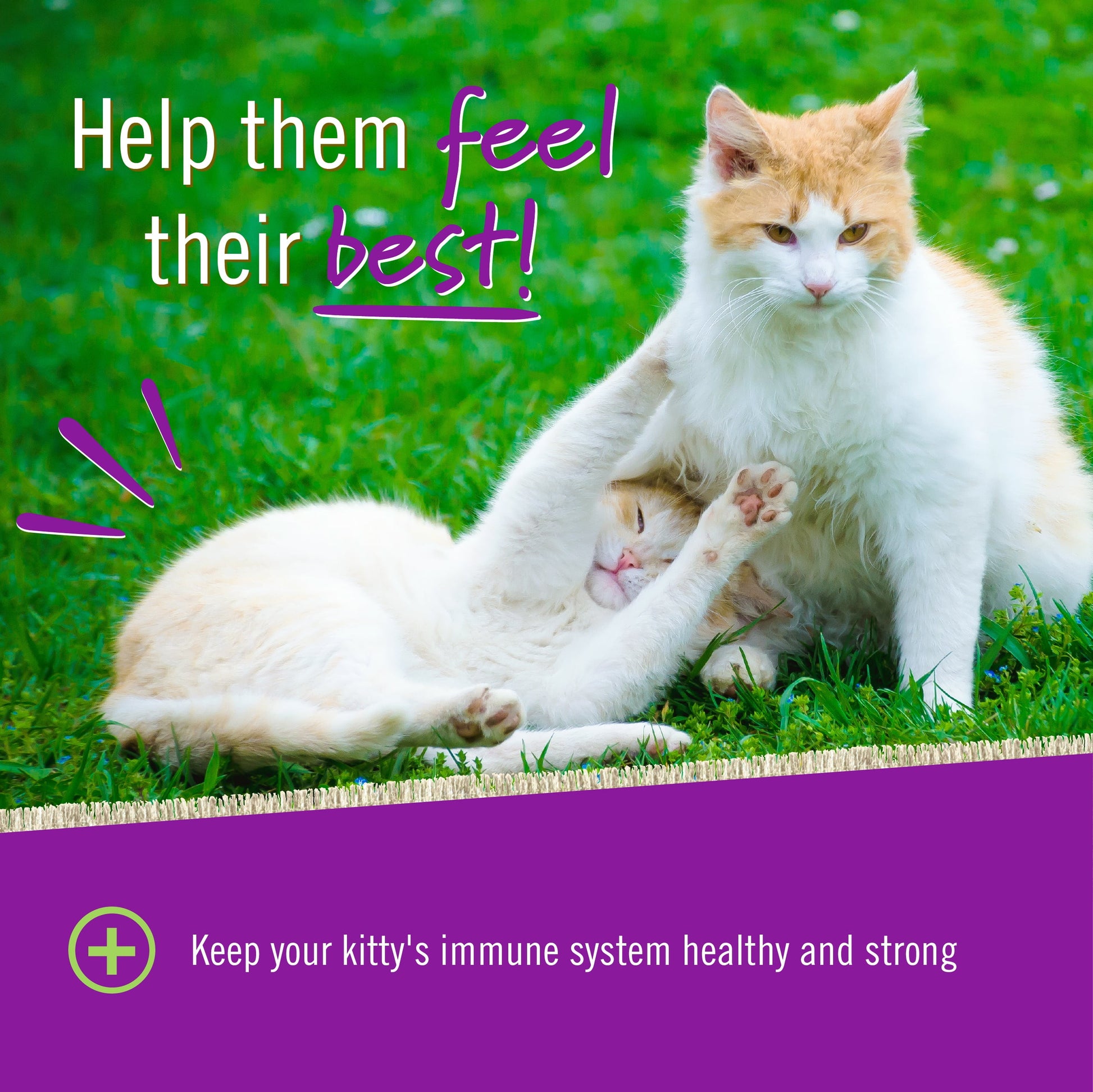 L-LYSINE CHEWS for CATS