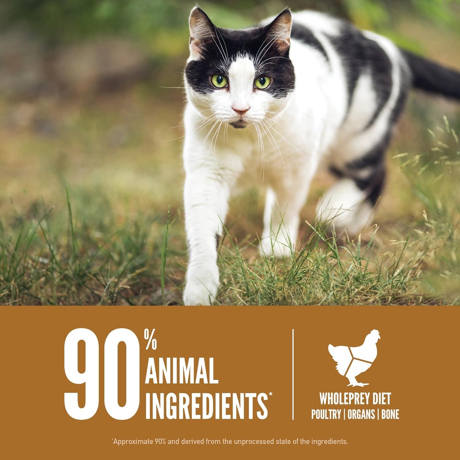 Grain Free High Protein Premium Dry Cat Food Original Recipe 4Lb Bag