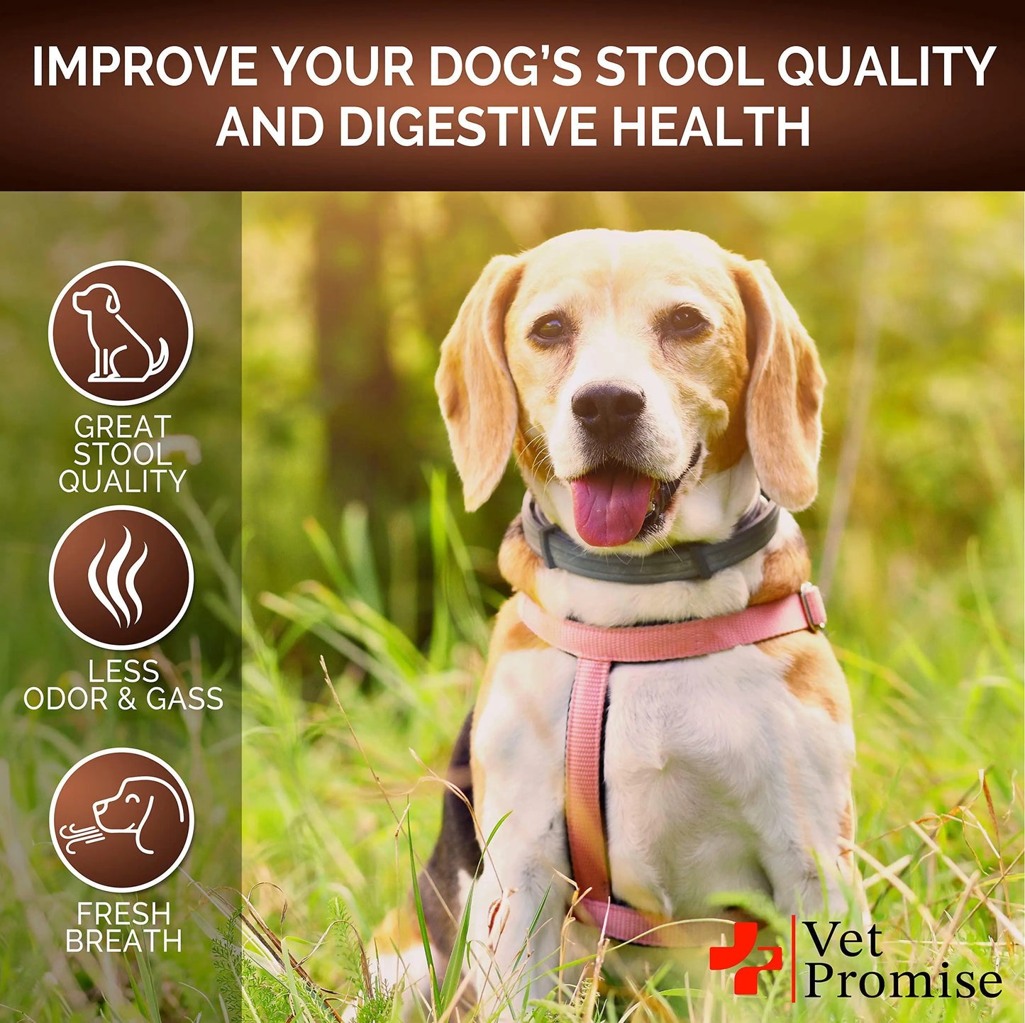 Great Poop Probiotic Chews — High Fiber for Gut Drama Survivors